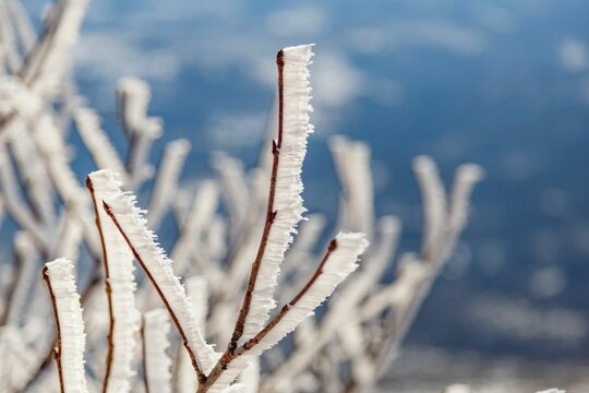 Closeup shot of frozen tree branches in a forest in winter