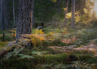 Beautiful shot of fern plants on a sunny lush forest floor