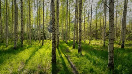 Scenic view of tree birches in a forest filled with sunrays