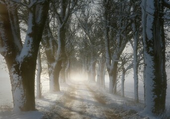 Winter view of a foggy dirt road among snow-covered trees