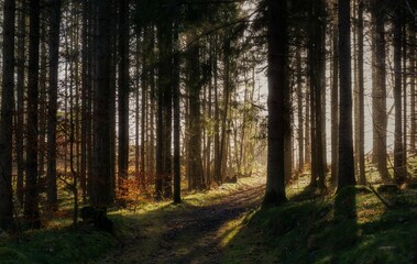 Warm sun rays shining through a dark pine forest, illuminating the soft green mossy land