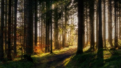 Warm sun rays shining through a dark pine forest, illuminating the soft green mossy land