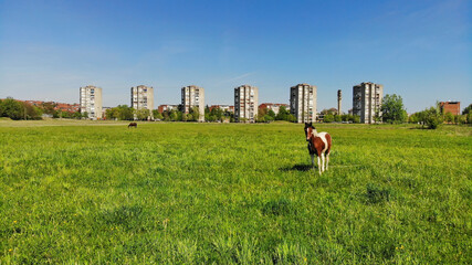 A horse on a green field, Krusevac - Serbia