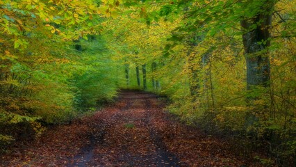 Endless pathway between beeches, covered with autumn dead-leaves during daytime