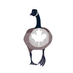 Canada goose bird with Canadian flag maple leaf on its chest. Vector isolated illustration