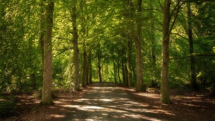Endless pathway between green beeches, during the summer