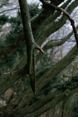 ramo appuntito verso il basso