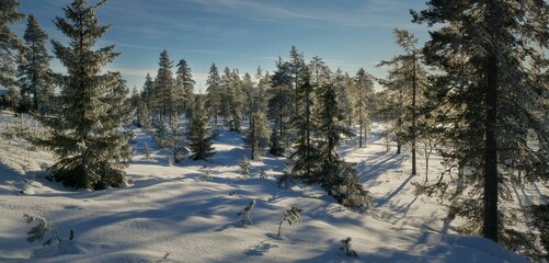 Panoramic shot of a fir forest covered by snow in winter