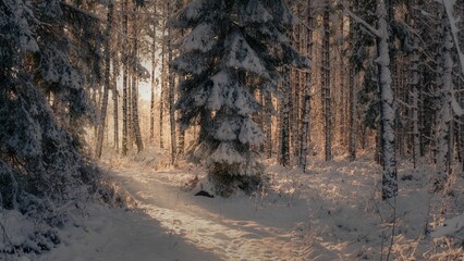 Beautiful scenery of the sunlight in snowy forest
