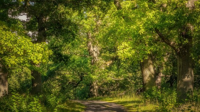 Mesmerizing shot of a pathway in the forest with green oak trees in summer