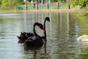 Selective focus shot of Black Swans swimming in a lake in a park