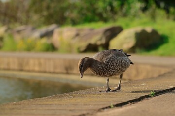 Closeup shot of a mallard bird settled on a stone surface during daytime with a blurry background