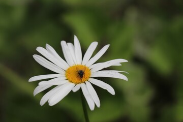 Fototapeta premium Closeup shot of a fly on a daisy