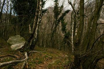 Fototapeta premium sentiero giallo in montagna