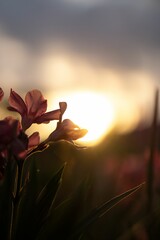 Selective focus of Freesia flowers growing in a field at golden hour