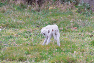 Closeup of the lamb grazing in the field. Pontevedra, Galicia, Spain.
