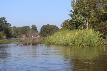 Beautiful shot of a lake, long green grass and trees on the background on a sunny day