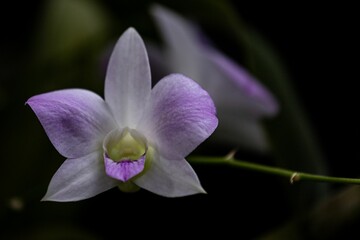 Close-up of Cooktown orchid (Dendrobium bigibbum) isolated on a blurry background