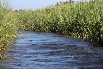 Small river in the middle of a meadow
