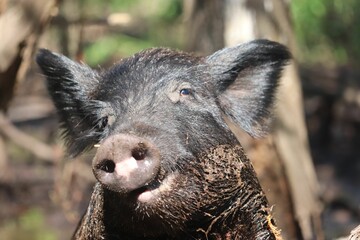 Closeup of the head of a dirty boar (Sus scrofa)