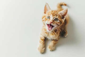 Obraz premium Cute and playful small cat sitting looking up with funny face on white studio background. Portrait of ginger tabby kitten having fun with its tongue out. Beautiful cute striped feline close up. Banner