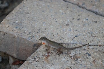 Closeup of a brown anole over a stone background
