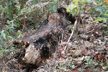 Naklejka na ściany i meble Closeup of a broken tree trunk in a fall forest