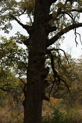 Beautiful shot of a tree in a forest during the day