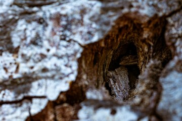 Closeup shot of a tree cave in a forest during the day