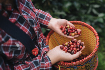 A Chinese Asian woman harvests organic coffee beans that must be harvested by hand during the...