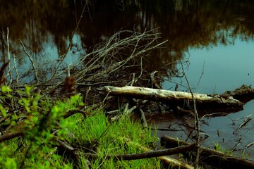 Closeup of the logs on the shore of a lake