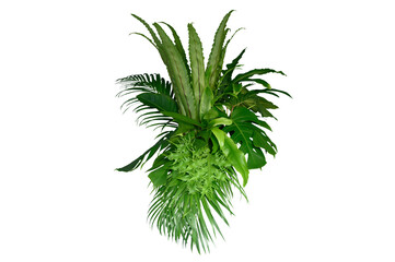Tropical leaves of Asia isolated on transparent background .( monstera, palm, coconut leaf, fern, palm leaf,bananaleaf) PNG..