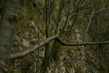 lungo ramo orizzontale sulle rocce
