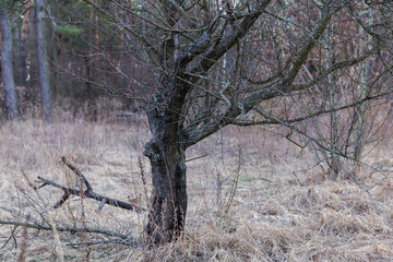 Single old tree on glade with dry grass in springtime