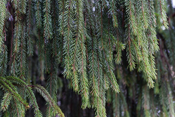 Branches of the old spruce hanging down in overcast weather