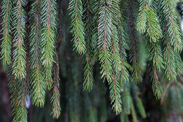 Branches of the old spruce hanging down in overcast weather