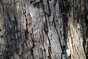 Close up detail of tree bark