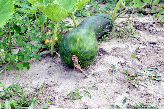 A type of pumpkin that ripens in the garden. The pumpkin is shaped like a guitar.