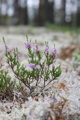 a delicate plant with purple flowers on white moss in the forest