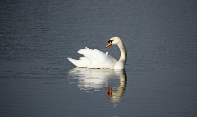 Mute swan on the lake