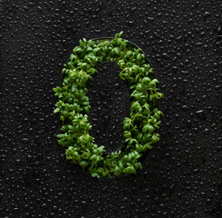 Number zero is created from young green arugula sprouts on a black background covered with water drops.