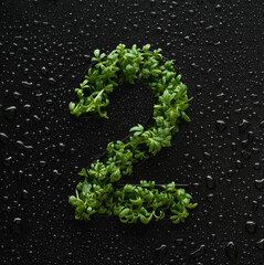 Number two is created from young green arugula sprouts on a black background covered with water drops.