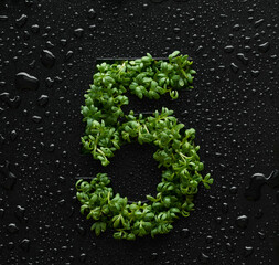Number five is created from young green arugula sprouts on a black background covered with water drops.