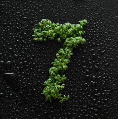 Number seven is created from young green arugula sprouts on a black background covered with water...