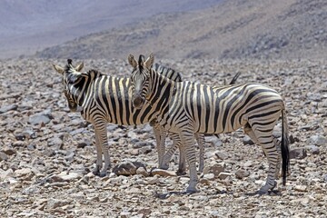 Fototapeta na wymiar Picture of a group of zebras standing in a dry desert area in Namibia