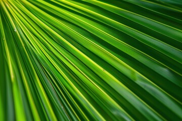 Obraz premium macro shot palm leaf texture natural tropical green leaf and water drop