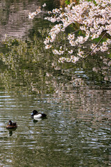 水辺で満開に咲く美しいソメイヨシノ（桜）とキンクロハジロ（カモ科）の群れ。

桜の名所、日本国神奈川県横浜市鶴見区、三ツ池公園にて。
2024年4月7日撮影。


Beautiful Someiyoshino sakura (Cerasus x yedoensis)(cherry blossom) in full bloom by the water and and flocks of Tufte