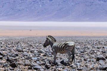 Picture of a zebra standing in a dry desert area in Namibia