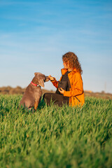 Young beautiful woman in a green meadow showing her pet, a Weimaraner breed dog. Weimaraner and a girl enjoying a beautiful warm and sunny day as best friends. - 781240047