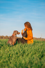 Young beautiful woman in a green meadow showing her pet, a Weimaraner breed dog. Weimaraner and a girl enjoying a beautiful warm and sunny day as best friends. - 781240055